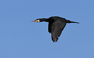 Great cormorant (Phalacrocorax carbo)